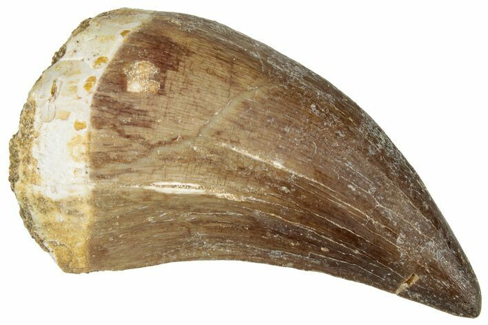 Fossil Mosasaur (Prognathodon) Tooth - Morocco #322712